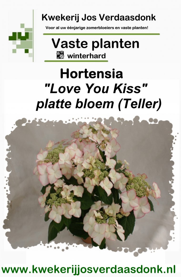 Hydrangea Love You Kisses